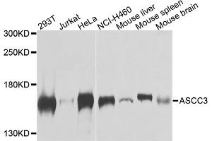 Western blot analysis of extracts of various cell lines, using ASCC3 antibody.