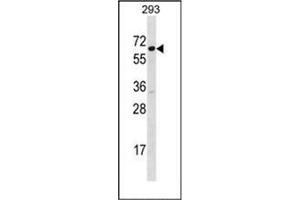 Western blot analysis of SRP54 Antibody (C-term) in 293 cell line lysates (35ug/lane). (SRP54 抗体  (C-Term))