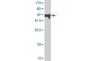 Western Blot detection against Immunogen (59. (MEOX2 抗体  (AA 1-303))