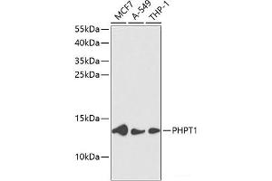 Western blot analysis of extracts of various cell lines using PHPT1 Polyclonal Antibody at dilution of 1:1000. (PHPT1 抗体)