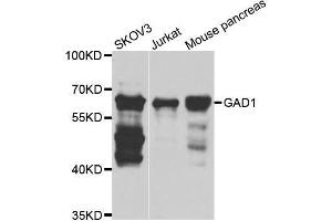 Western blot analysis of extracts of various cell lines, using GAD1 antibody. (GAD 抗体  (AA 1-200))