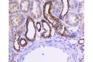 Paraformaldehyde-fixed, paraffin embedded Human kidney, Antigen retrieval by boiling in sodium citrate buffer (pH6) for 15min, Block endogenous peroxidase by 3% hydrogen peroxide for 30 minutes, Blocking buffer at 37°C for 20min, Antibody incubation with Cytochrome C (1F10) Monoclonal Antibody  at 1:50 overnight at 4°C, followed by a conjugated secondary and DAB staining. (Cytochrome C 抗体)