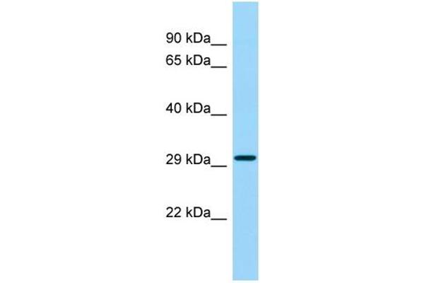 ASPRV1 抗体  (Middle Region)