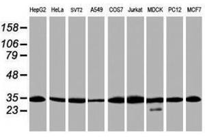 Image no. 2 for anti-Proteasome Subunit alpha 6 (PSMA6) antibody (ABIN1500467) (PSMA6 抗体)