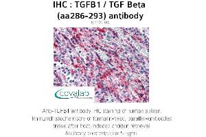 Image no. 1 for anti-Transforming Growth Factor, beta 1 (TGFB1) (AA 286-293) antibody (ABIN1740010) (TGFB1 抗体  (AA 286-293))