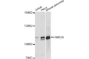 Western blot analysis of extracts of various cell lines, using FAM13A antibody. (FAM13A 抗体)