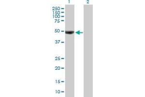 Western Blot analysis of OTUD7B expression in transfected 293T cell line by OTUD7B MaxPab polyclonal antibody. (OTUD7B 抗体  (AA 1-427))