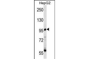 Western blot analysis in HepG2 cell line lysates (35ug/lane). (PPP1R3F 抗体  (C-Term))