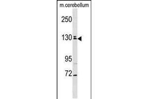 Western blot analysis in mouse cerebellum tissue lysates (35ug/lane). (TBC1D8 抗体  (C-Term))