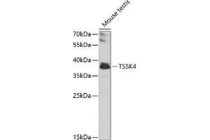 Western blot analysis of extracts of mouse testis, using TSSK4 antibody (ABIN6129703, ABIN6149658, ABIN6149659 and ABIN6223839) at 1:1000 dilution. (TSSK4 抗体  (AA 79-328))