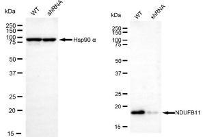 Western blotting analysis using NDUFB11 antibody (ABIN7799548).