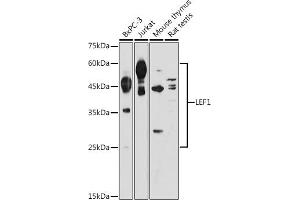 Western blot analysis of extracts of various cell lines, using LEF1 antibody (ABIN1680678, ABIN5663809, ABIN5663811 and ABIN6214021) at 1:1000 dilution. (LEF1 抗体  (AA 100-399))
