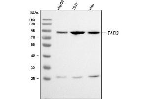Western blot analysis of TAB3 using anti-TAB3 antibody (ABIN7602353).