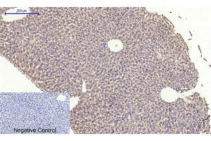 Immunohistochemical analysis of paraffin-embedded mouse liver tissue. (EIF2A 抗体)