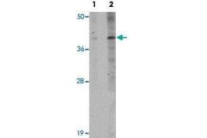Western blot analysis of EL4 cells with PPAPDC1B polyclonal antibody  at (Lane 1) 1 and (Lane 2) 2 ug/mL dilution. (PPAPDC1B 抗体  (N-Term))