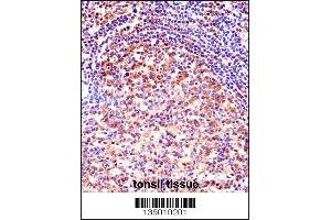 TCEA1 Antibody immunohistochemistry analysis in formalin fixed and paraffin embedded human tonsil tissue followed by peroxidase conjugation of the secondary antibody and DAB staining. (TCEA1 抗体  (AA 98-126))