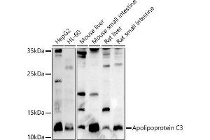 Western blot analysis of extracts of various cell lines, using Apolipoprotein C3 antibody (ABIN7265641) at 1:1000 dilution.