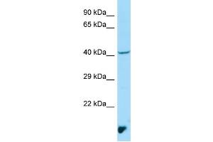 WB Suggested Anti-MAEA Antibody Titration: 1. (MAEA 抗体  (N-Term))