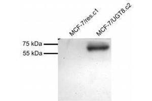 Image no. 1 for anti-UDP Glycosyltransferase 8 (UGT8) (AA 525-535) antibody (ABIN1104921) (UGT8 抗体  (AA 525-535))