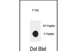 Dot blot analysis of anti-Phospho-ERBB3 (Tyr1289) Antibody Phospho-specific Pab (ABIN1881314 and ABIN2839805) on nitrocellulose membrane. (ERBB3 抗体  (pTyr1289))