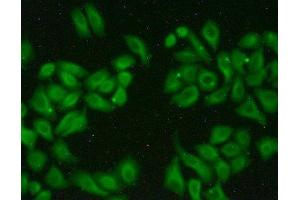 Immunofluorescence (IF) image for anti-Microtubule-Associated Protein, RP/EB Family, Member 1 (MAPRE1) (AA 2-268) antibody (ABIN7436300)