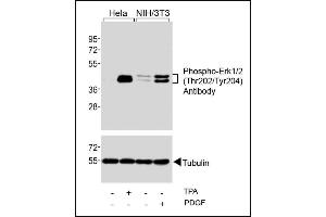 Western blot analysis of extracts from Hela cells, untreated or treated with T (200nM), and NIH/3T3 cells, untreated or treated with PDGF (100 ng/mL), using Phospho-Erk1/2(Thr202/Tyr204) Antibody (upper) or Tubulin (lower). (ERK1/2 抗体  (pThr202, pTyr204))