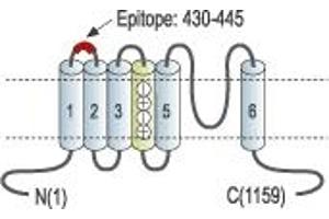 Representative domain view of the target of ABIN7885313.