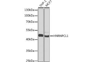 Western blot analysis of extracts of various cell lines, using HNRNPCL1 antibody  at 1:1000 dilution. (HNRNPCL1 抗体  (C-Term))