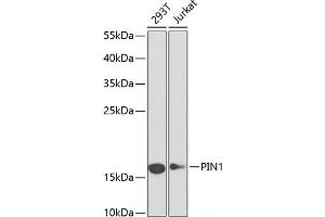 Western blot analysis of extracts of various cell lines using PIN1 Polyclonal Antibody at dilution of 1:1000. (PIN1 抗体)