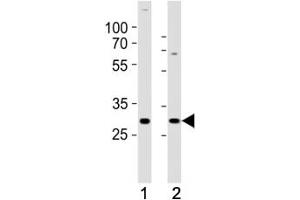 Western blot analysis of lysate from (1) SH-SY5Y and (2) MCF-7 cell line using HES1 antibody at 1:1000. (HES1 抗体  (C-Term))