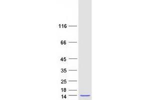 TMA7 Protein (Myc-DYKDDDDK Tag)
