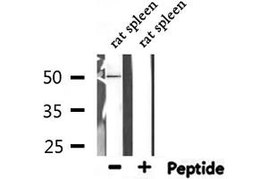 Western blot analysis of extracts from rat spleen, using CFH Antibody. (Complement Factor H 抗体  (N-Term))