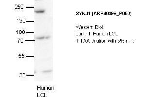 Image no. 2 for anti-Synaptojanin 1 (SYNJ1) (N-Term) antibody (ABIN2778875) (Synaptojanin 1 抗体  (N-Term))