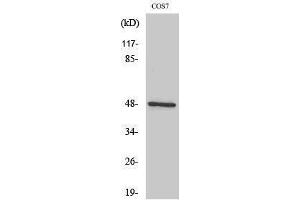 Western Blotting (WB) image for anti-Inhibitor of kappa Light Polypeptide Gene Enhancer in B-Cells, Kinase gamma (IKBKG) (Internal Region) antibody (ABIN3185152) (IKBKG 抗体  (Internal Region))