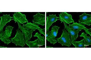 ICC/IF Image beta Actin antibody detects beta Actin protein at cytoskeleton by immunofluorescent analysis. (beta Actin 抗体  (C-Term))