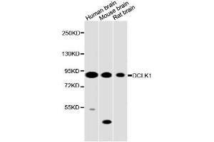 Western blot analysis of extracts of various cell lines, using DCLK1 antibody (ABIN5996561) at 1/2000 dilution. (DCLK1 抗体)