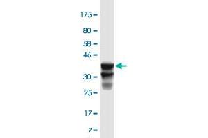Western Blot detection against Immunogen (35. (TSSK2 抗体  (AA 265-358))