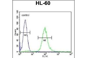 METTL10 Antibody (N-term) (ABIN655317 and ABIN2844895) flow cytometric analysis of HL-60 cells (right histogram) compared to a negative control cell (left histogram). (METTL10 抗体  (N-Term))
