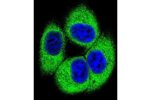 Confocal immunofluorescent analysis of TSSK4 Antibody (C-term) with 293 cell followed by Alexa Fluor 488-conjugated goat anti-rabbit lgG (green). (TSSK4 抗体  (C-Term))