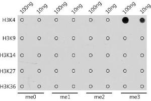 Dot Blot (DB) image for anti-Histone 3 (H3) (H3K4me3) antibody (ABIN3023254)
