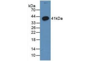 Detection of Recombinant WNT3A, Human using Monoclonal Antibody to Wingless Type MMTV Integration Site Family, Member 3A (WNT3A) (WNT3A 抗体  (AA 1-290))
