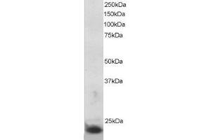 ABIN2560059 staining (5µg/ml) of MOLT-4 lysate (RIPA buffer, 30µg total protein per lane). (SOCS3 抗体  (C-Term))