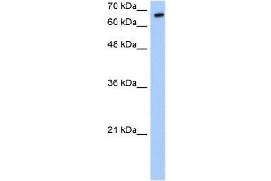 SYVN1 antibody used at 0. (SYVN1 抗体  (C-Term))