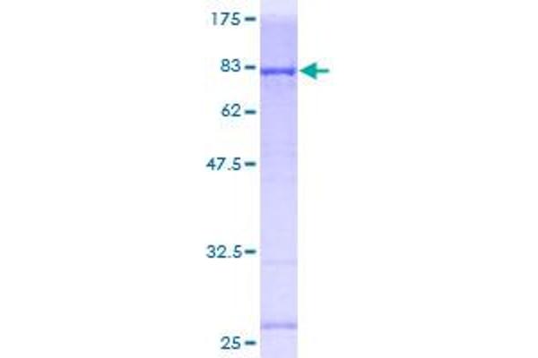 PIK3R1 Protein (AA 1-454) (GST tag)