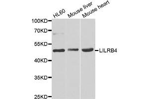 Western blot analysis of extracts of various cell lines, using LILRB4 antibody. (LILRB4 抗体)