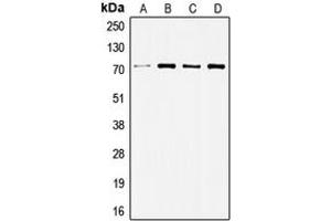 Western blot analysis of c-SRC expression in HeLa (A), HuvEc (B), Jurkat (C), COLO205 (D) whole cell lysates.