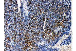 Anti-TRAF4 antibody, IHC(P) IHC(P): Rat Lymphonodus Tissue (TRAF4 抗体  (C-Term))