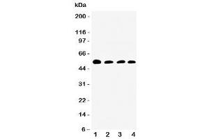 Western blot testing of Antithrombin III antibody and Lane 1:  rat testis