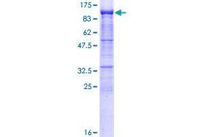 PCDHb2 Protein (AA 1-798) (GST tag)