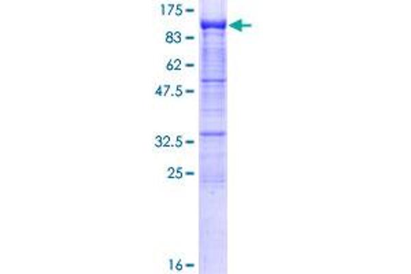 PCDHb2 Protein (AA 1-798) (GST tag)